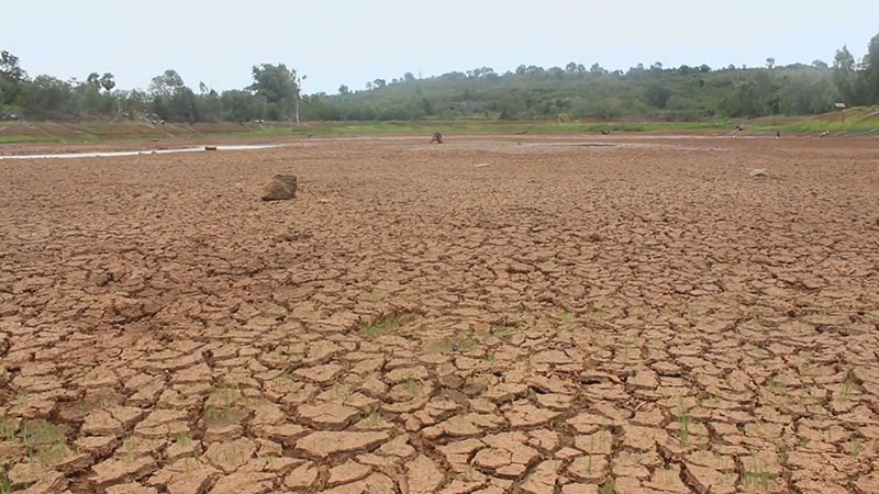 Nakhon Ratchasima farmland on Aug. 18, 2019.