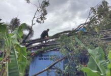 Thailand Teeters Between Drought and Floods, Awaiting Tropical Storm Wipha A worker inspects trees that fell on a house Wednesday night in Trat after a tropical storm.