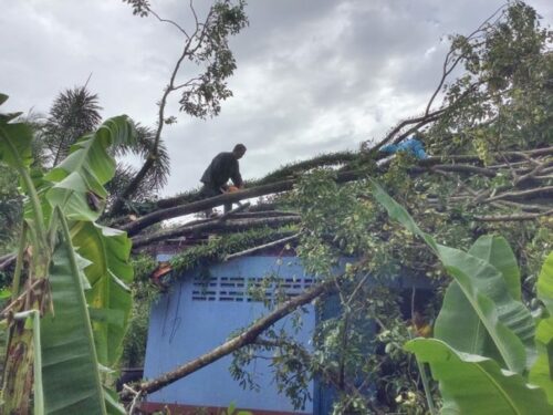 A worker inspects trees that fell on a house Wednesday night in Trat after a tropical storm.