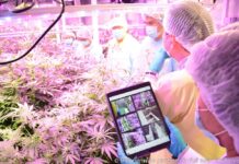 Cannabis to Take on Cancer Cells in New Experiments