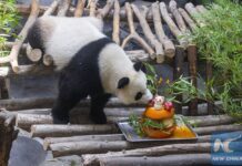 Ten Pandas Settle Down in East China City