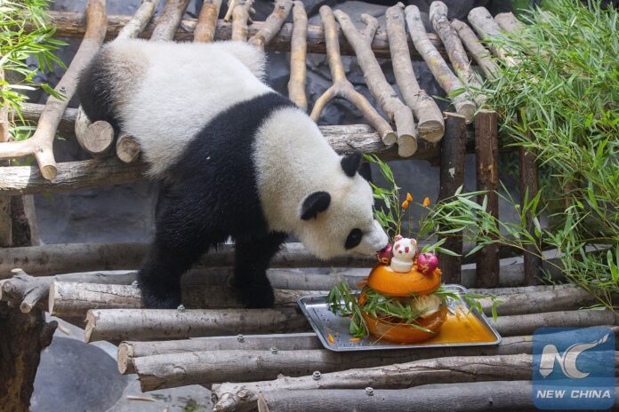 A file photo of a giant panda in Nanjing, China. Image: Xinhua
