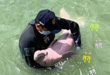 Baby Dugong on Sick Watch After ‘Hope’ the Whale Dies A caretaker cradles Marium while she is sick on Aug. 10, 2019 in Trang.