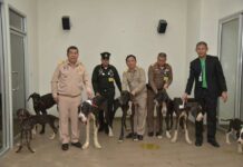 13 Rescued Great Danes Named by Palace Photo: Watchdog Thailand / Facebook