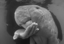 Baby Dugong Marium Dies from Ingesting Plastic