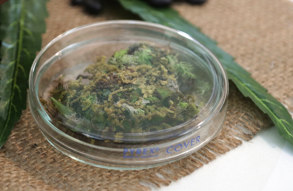 A sample of marijuana is placed on a table during a press conference at Thailand's Health Ministry in Bangkok, Thailand, Wednesday, Aug. 7, 2019. The Health Ministry received its first batch of legal medical marijuana to be distributed in state-run hospitals. Photo: Sakchai Lalit / AP