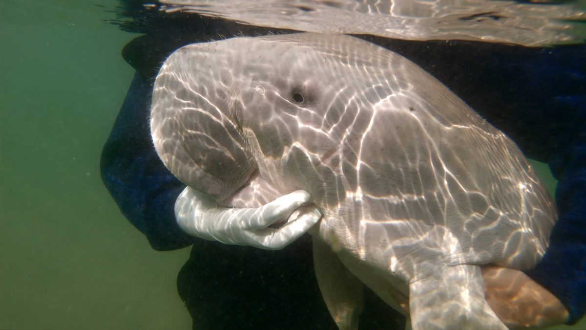 Photo: Thai Whales / Courtesy