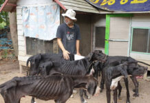Palace Helps Rescue 13 Great Danes from Starvation Starving Great Danes on Aug. 19, 2019 at a farm with their owner in Pathum Thani. Photo: Watchdog Thailand / Facebook