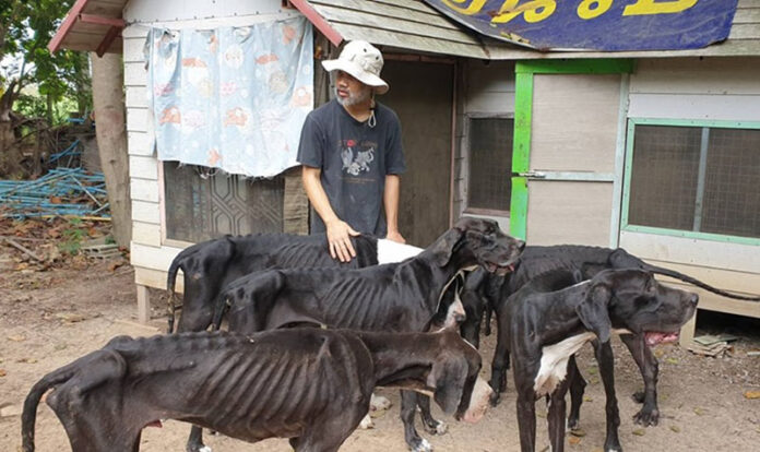 Starving Great Danes on Aug. 19, 2019 at a farm with their owner in Pathum Thani. Photo: Watchdog Thailand / Facebook