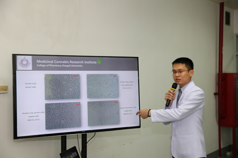 A researcher presenting test results of human lung cancer cells in petri dishes  soaked with different cannabis compounds for 24 hours.