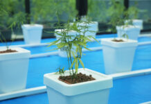 Thai Law: Cannabis Sales Licenses Now Up for Grabs