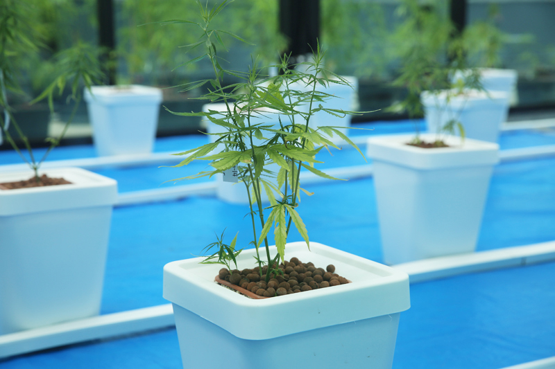 Cannabis plants nurtured indoor using a “root spa” watering system.