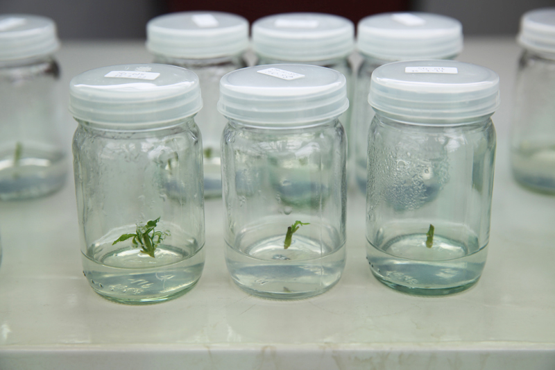 Cannabis plant saplings being kept for further strain developments.