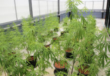Rangsit Uni Unveils Legal Pot Farm and Labs (Photos)