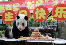 World’s Oldest Captive Giant Panda Turns 37