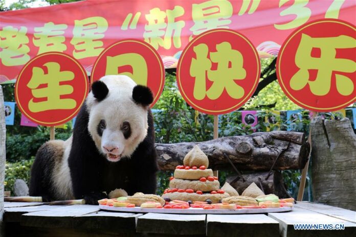 Xinxing, world's oldest captive giant panda, eats a birthday cake at a zoo in southwest China's Chongqing, Aug. 23, 2019. (Chongqing Zoo/Handout via Xinhua)