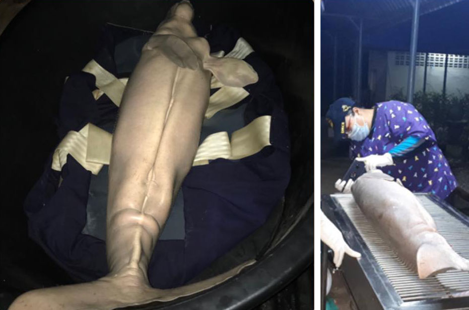 Marium before her autopsy on Aug. 17, 2019. Photo: Department of Marine and Coastal Resources / Facebook