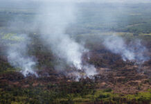 Weeks of Fire Destroyed Almost 14,500 Rai of Forest and Farms in Southern Thailand Forest fires on Aug. 12, 2019 at Pa Phru Kuan Kreng.