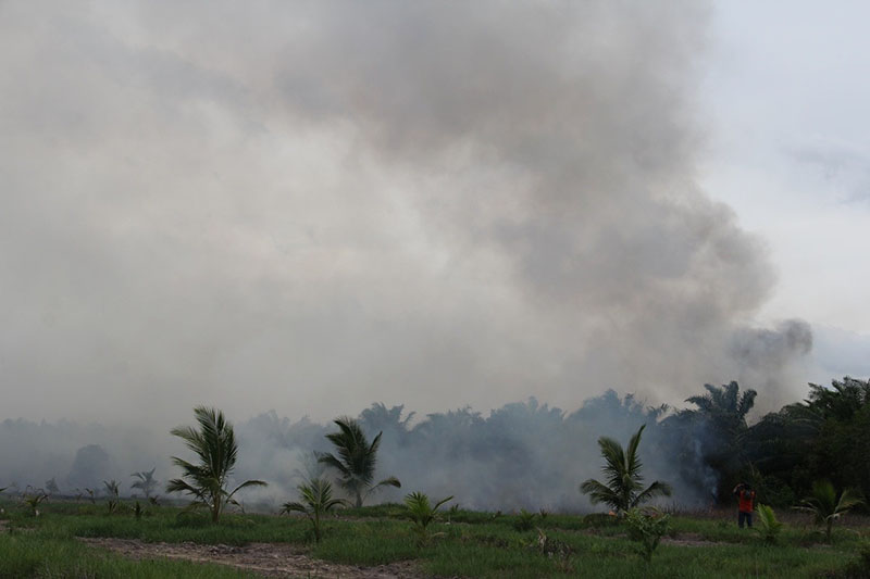 Forest fires on Aug. 8, 2019 at Pa Phru Kuan Kreng.