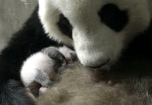 New Captive-Bred Panda Cub Born in China