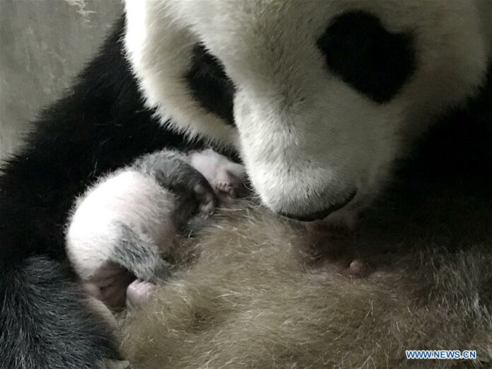 Giant panda Lousheng holds her baby at the Qinling Research Base of Giant Panda Breeding of Shaanxi Academy of Forestry in Xi'an, northwest China's Shaanxi Province, Sept. 17, 2019. (Photo by Xu Guanglan/Xinhua)