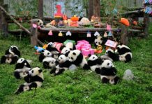 Panda Twins Born to Wild, Captive Parents in China