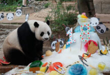 Celebrity Giant Panda Chuang Chuang Dies at 19 Chuang Chuang and his 18th birthday treat at Chiang Mai Zoo on Aug. 6, 2018.