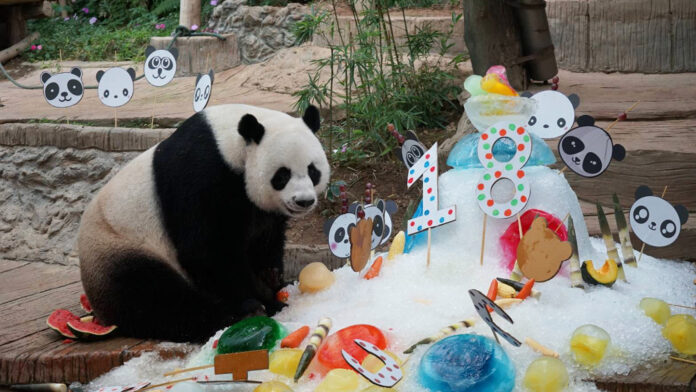 Chuang Chuang and his 18th birthday treat at Chiang Mai Zoo on Aug. 6. Chuang Chuang and his 18th birthday treat at Chiang Mai Zoo on Aug. 6, 2018.