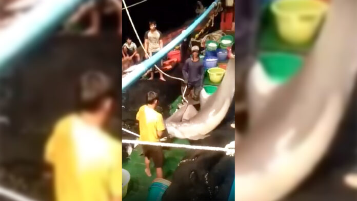 Screenshot from a video showing dolphins being brought up on board. Image: Anuwat Fuangthongdeng / Facebook