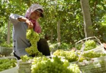 New Hot Commodity in China’s Xinjiang: Grape Leaves
