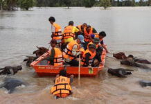 #SaveUbon: Netizens Rally for Drowned Isaan Province Officials evacuate cattle from a flooded area in Ubon Ratchathani province on Sept. 7.