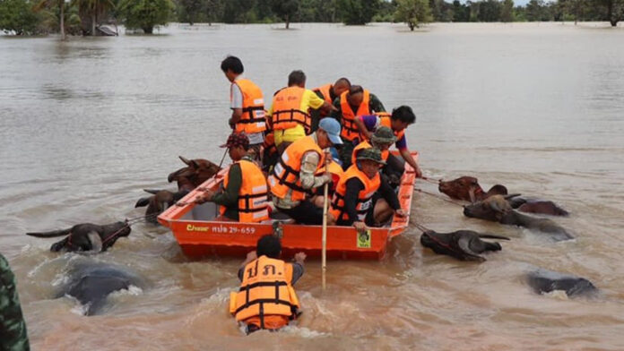 Officials evacuate cattle from a flooded area in Ubon Ratchathani province on Sept. 7.