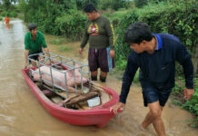 Second Storm to Shower Isaan and Much of Thailand Today A pig is being evacuated to safety in Phichit on Aug. 30.