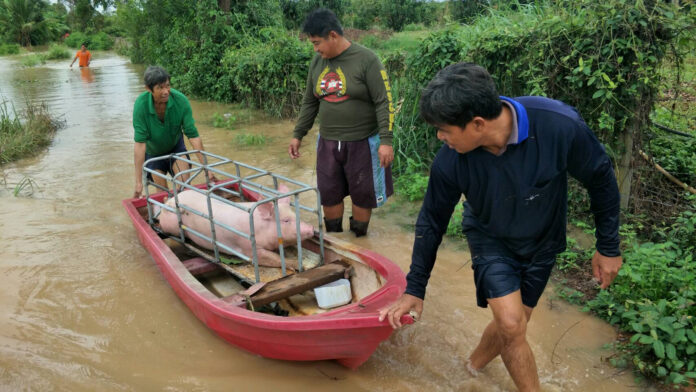 A pig is being evacuated to safety in Phichit on Aug. 30.