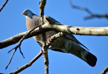 Pigeon Poops on Politico Discussing Pigeon Poop Problem
