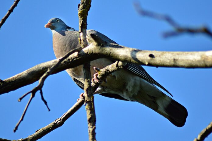 An undated file photo of a pigeon