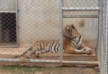 Half of the Tigers Seized from Tiger Temple Now Dead A confiscated tiger at Khao Prathap Chang wildlife sanctuary on Sept. 15.