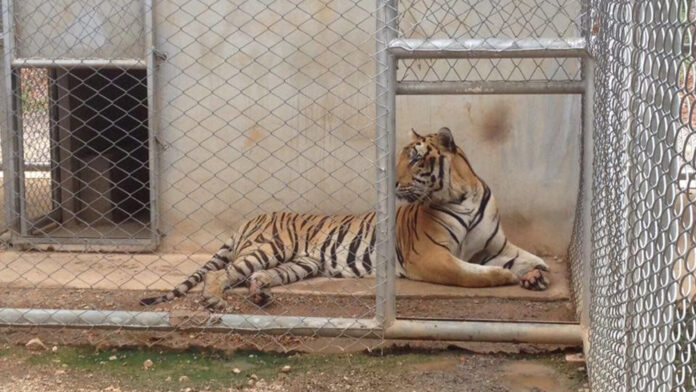 A confiscated tiger at Khao Prathap Chang wildlife sanctuary on Sept. 15.