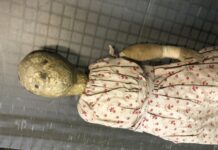 In Time for Halloween, US Museum Holds Creepiest Doll Contest