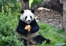 WWF Launches Giant Panda Friends Club in China