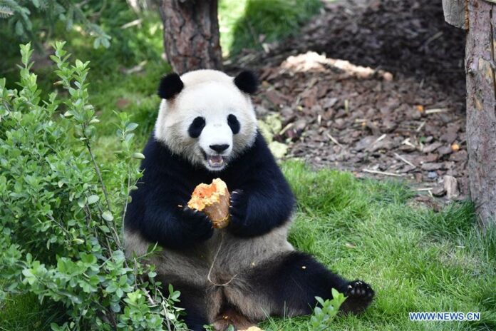 A giant panda eats a pumpkin in the panda house in the Qinghai-Tibet Plateau Wild Zoo in Xining, capital of northwest China's Qinghai Province, June 16, 2019. (Xinhua/Zhang Long)