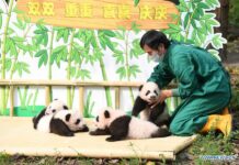 4 Giant Panda Cubs Make Debut in City’s Chongqing (Photos)