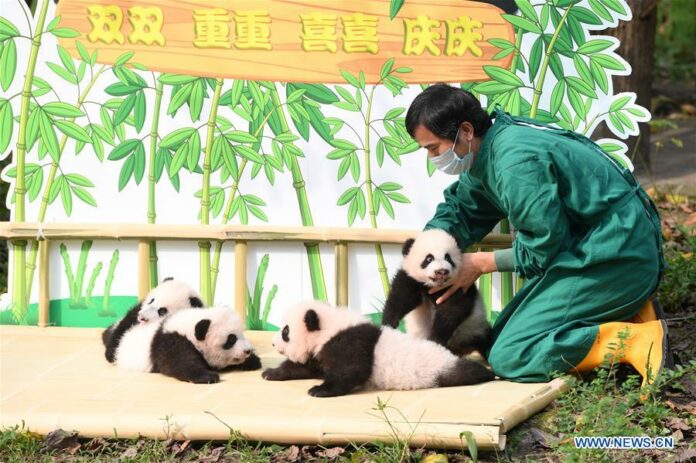 A staff member of Chongqing Zoo takes care of two pairs of newborn giant panda twins at an outdoor naming ceremony in southwest China's Chongqing Municipality, Sept. 30, 2019. (Xinhua/Tang Yi)