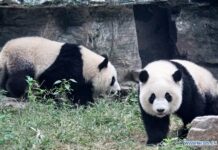China Marks 150 Years Since Scientific Naming of Giant Panda