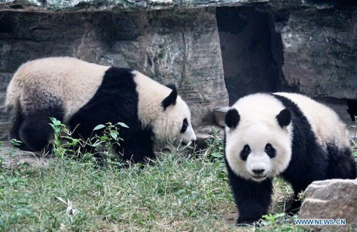 Giant panda twins Mengbao and Mengyu are seen at their new home at the Beijing Zoo in Beijing, capital of China, Oct. 13, 2019. (Xinhua/Li Xin)