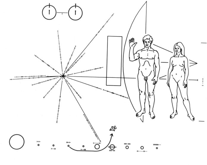 Male and female human as depicted in the Pioneer Plaque.