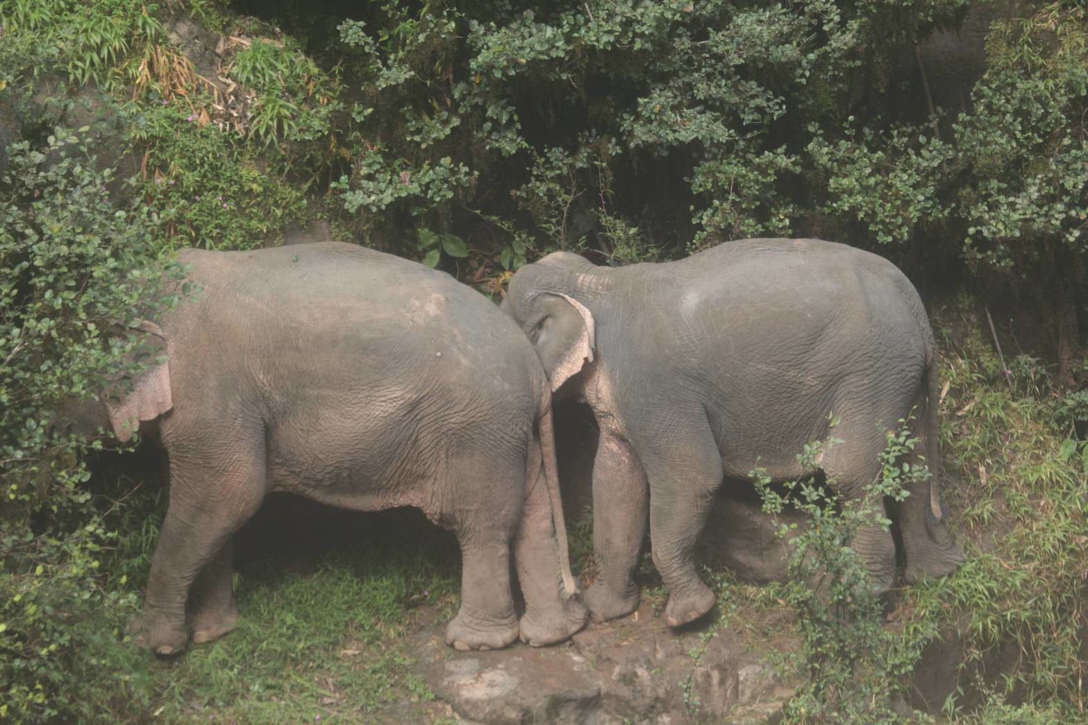 The surviving mother and her calf seen on Oct. 5.