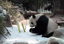 Celeb Panda Chuang Chuang Died From Heart Failure Chuang Chuang keeping cool with ice on April 24, 2015 at Chiang Mai Zoo.