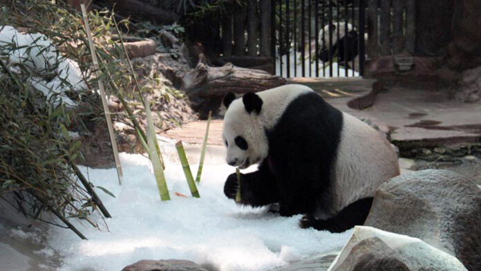 Chuang Chuang keeping cool with ice on April 24, 2015 at Chiang Mai Zoo.