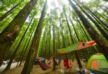 Charm of Chinese Forests Draws 1.2 Billion Visitors